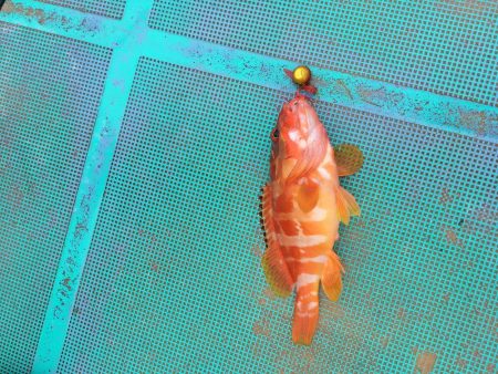 牟岐大島周辺でアカハタ