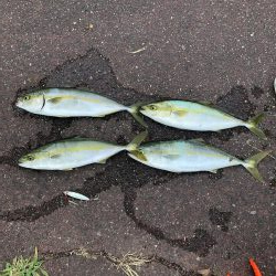 炎天下ライトショアジギング