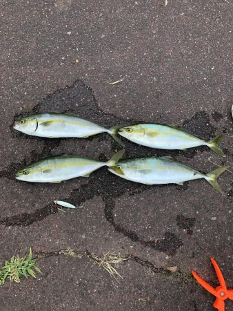 炎天下ライトショアジギング