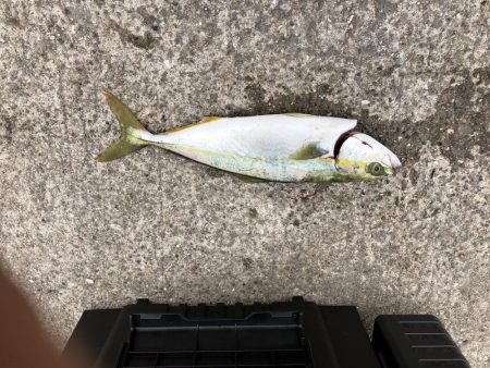 ツバス?ハマチ?