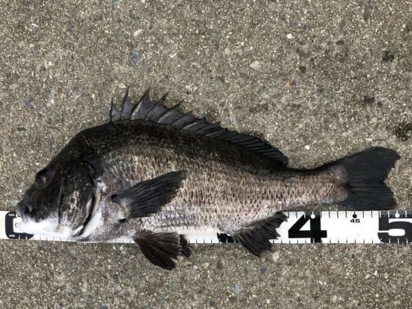 イチノ兄弟、釣果!