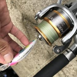 神戸ツバス、モジャコ狙いランガン