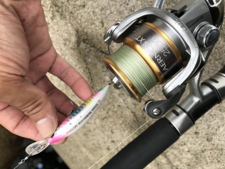 神戸ツバス、モジャコ狙いランガン