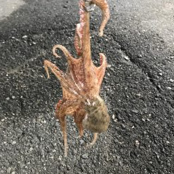 今年初タコゲット