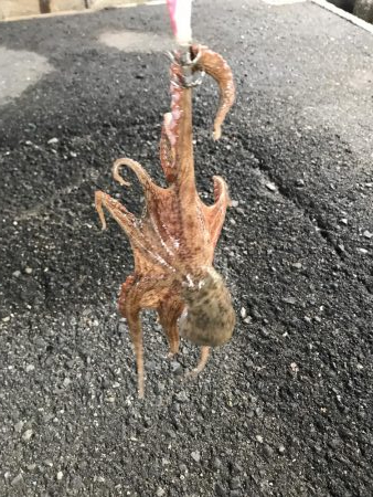 今年初タコゲット