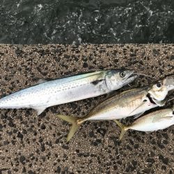早朝ショアジギングで尺アジ・サゴシ釣れた！