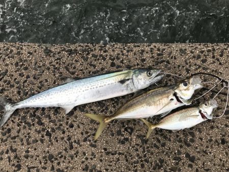 早朝ショアジギングで尺アジ・サゴシ釣れた！