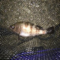 久々のシーバス