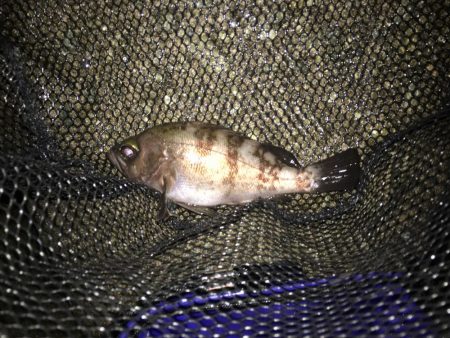 久々のシーバス