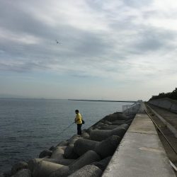 もうそろそろハマチかな？