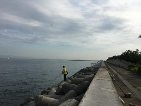 もうそろそろハマチかな？