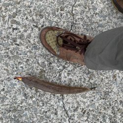 仮屋 都志港 洲本港 釣行