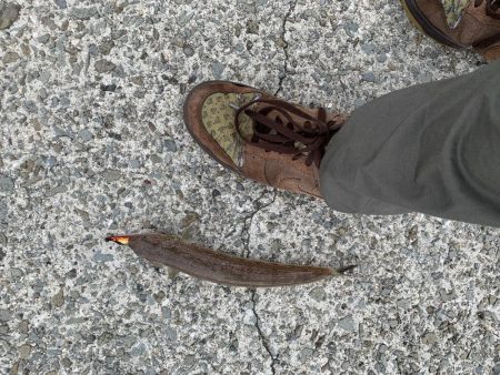 仮屋 都志港 洲本港 釣行