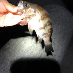 メバリング‼︎