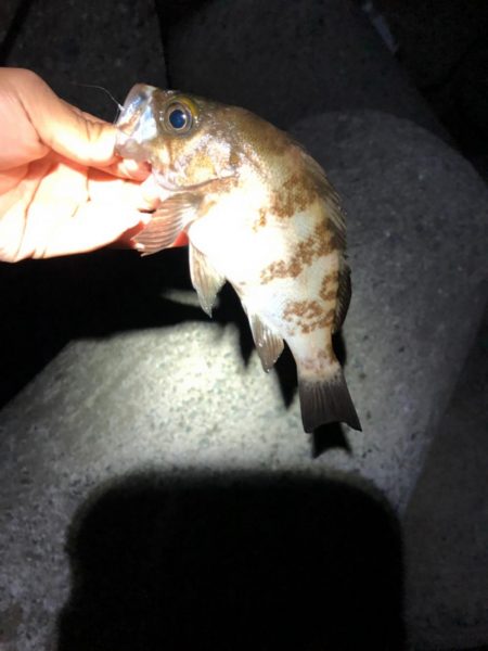 メバリング‼︎