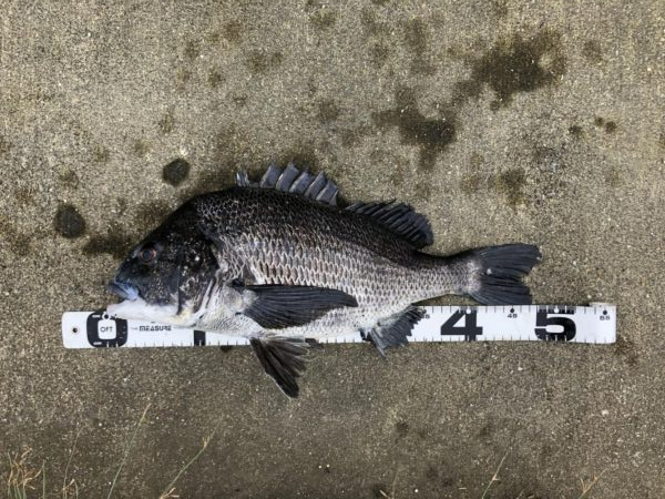 イチノ兄弟、釣果！