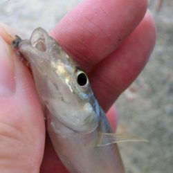 ライトタックルでピンギス狙い