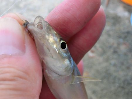 ライトタックルでピンギス狙い