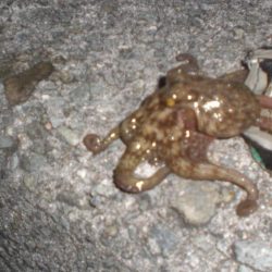 タコ新子50円ぐらいの頭