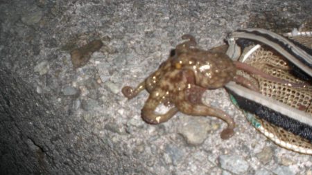 タコ新子50円ぐらいの頭