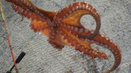 またまたタコ2匹