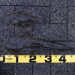 フラットフィッシュ釣行