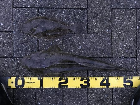 フラットフィッシュ釣行