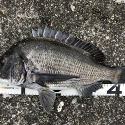 イチノ兄弟、釣果！