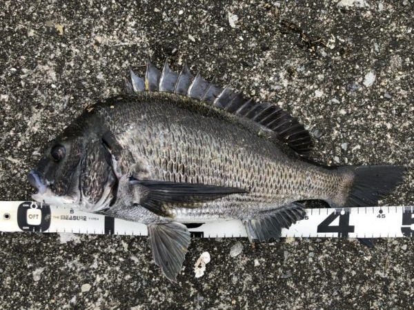 イチノ兄弟、釣果！