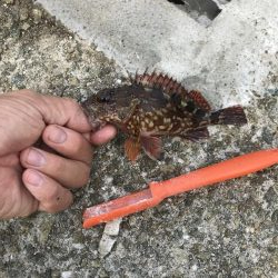 アジしかいない