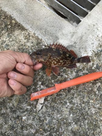 アジしかいない