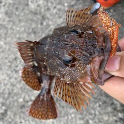 根魚釣り