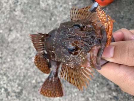 根魚釣り