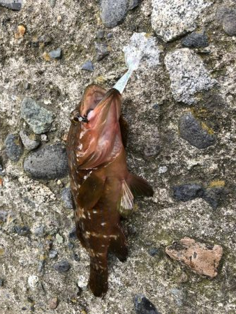 キジハタ狙いで