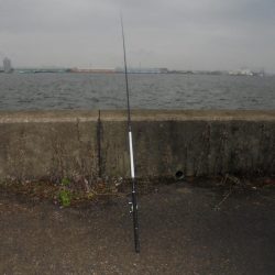 前打ち黒鯛やっときた