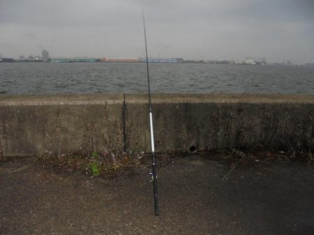 前打ち黒鯛やっときた