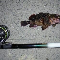 ２週連続クロダイゲット