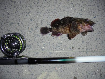 ２週連続クロダイゲット