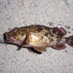 花火大会とは知らず３週連続ならず