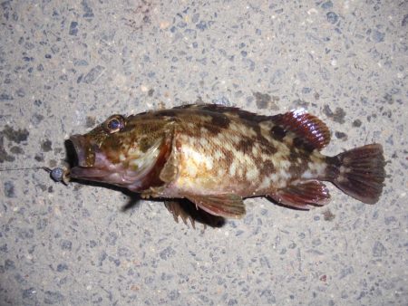 花火大会とは知らず３週連続ならず