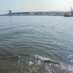 日中前打ち初クロダイ