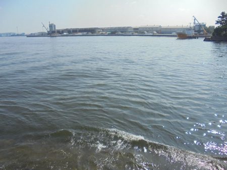 日中前打ち初クロダイ