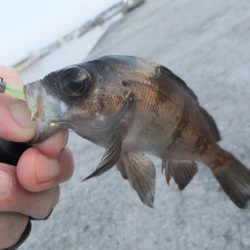 グッドサイズ！