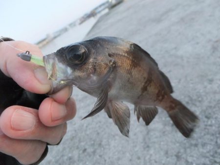 グッドサイズ！