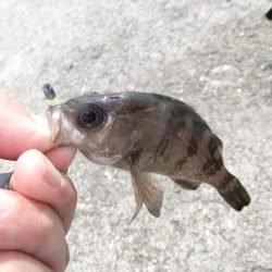 豆アジ好調キープ