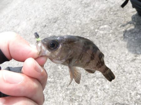 豆アジ好調キープ