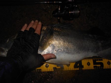 ランカーが暴走!!