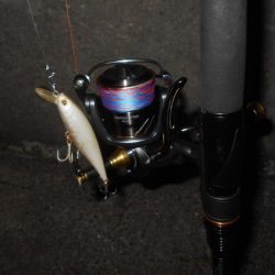 ダツがヒット…。