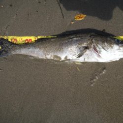 経ヶ岬でデカアジ