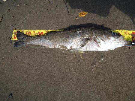 経ヶ岬でデカアジ